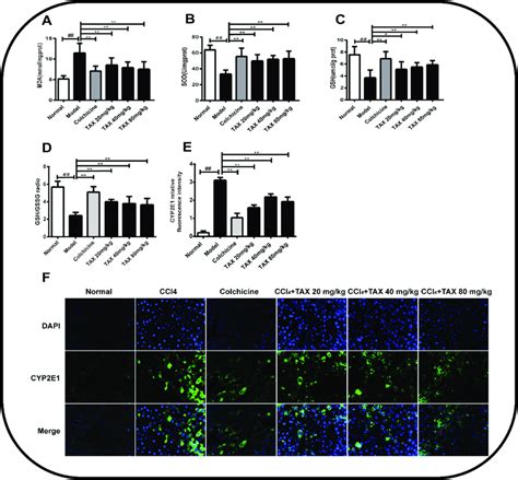 Tax Treatment Attenuates Ccl 4 Induced Oxidative Stress A Lipid