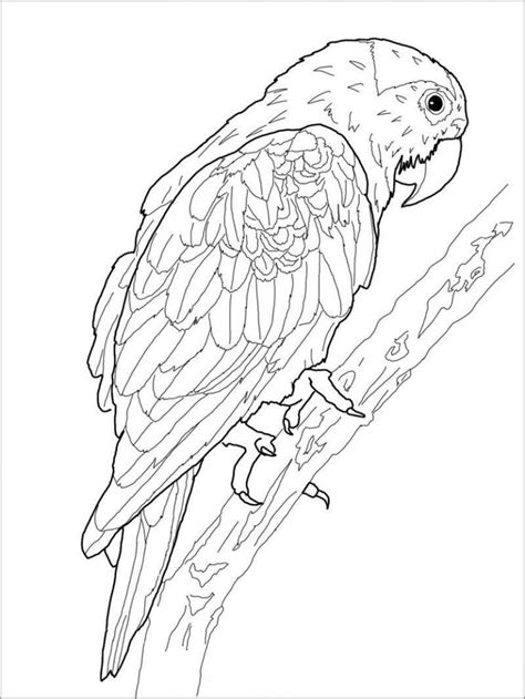 Printable Macaw Coloring Page Coloringbay