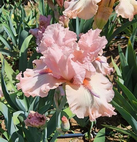 Pinch Me Pink – Superstition Iris