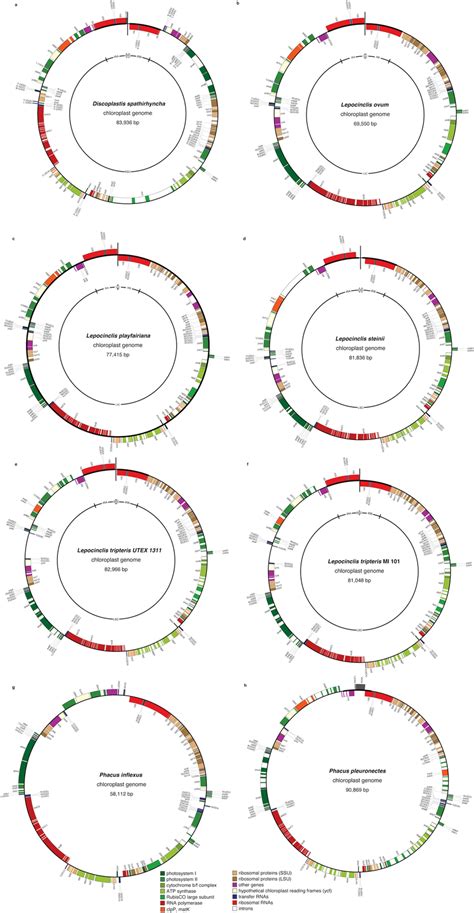 Gene Maps Of Plastid Genomes Boxes Of Different Colors Represent Genes