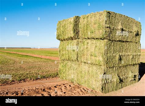 Arizona Alfalfa Field Hi Res Stock Photography And Images Alamy