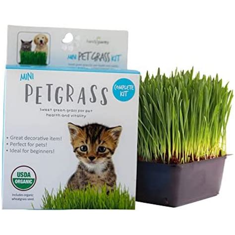 Handy Pantry Organic Cat Grass Kit Includes 1 Tray 1