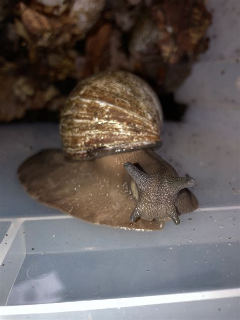 Giant African Snail Archachatina Pulyaerti Small Exotic Farm