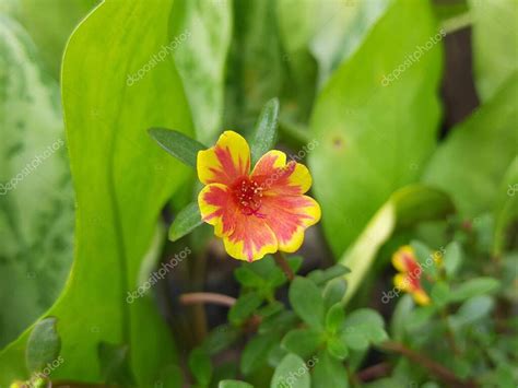 Portulaca Flor Grandiflora Es Una Planta Con Flores En La Familia