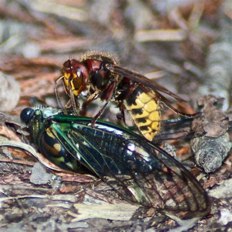 European Hornet Vs Cicada Davidmurr Flickr