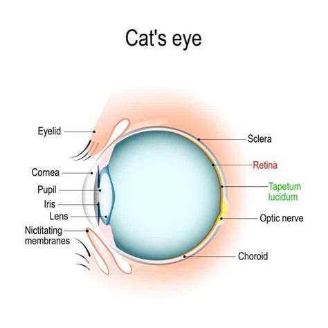 Do Cats Have Eyelashes? An Interesting Question | Is That Your Cat