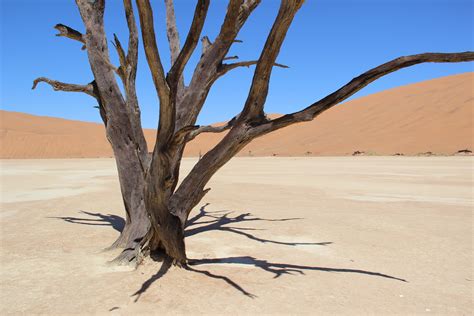 Free Images Landscape Tree Sand Branch Plant Sky Wood Desert