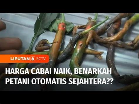 Puluhan Hektare Tanaman Cabai Di Banyumas Membusuk Diserang Hama