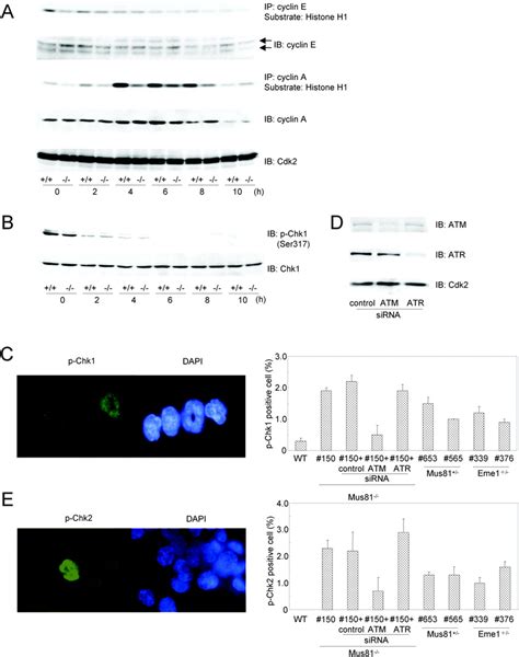 Activation Of The Intra S Phase Checkpoint A Cyclin E And Cyclin A