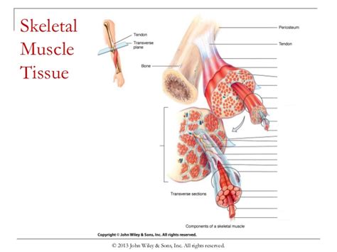 skeletal muscle tissue Diagram | Quizlet