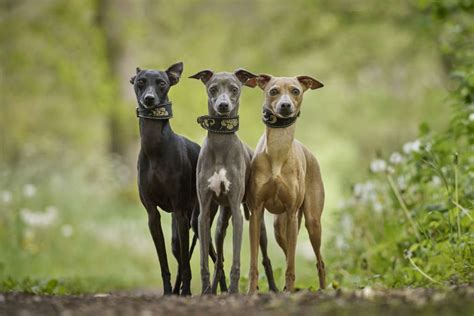 Greyhound Breed Information Guide: Traits & Care | BARK Post