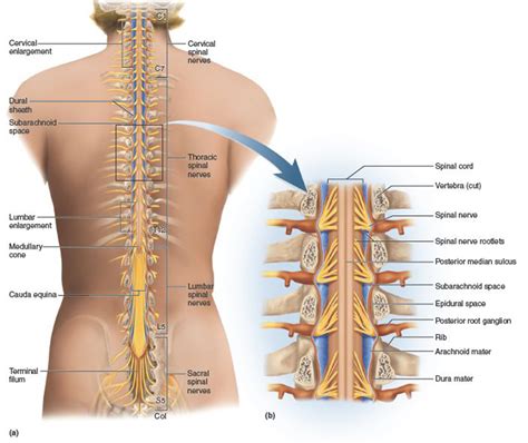 How to protect your spine and strength back muscles with yoga - UniYoga