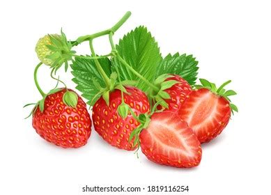 Hand Drawn Watercolor Strawberry Bunch Green Stock Illustration