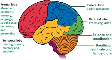 Epilepsy Brain Diagram