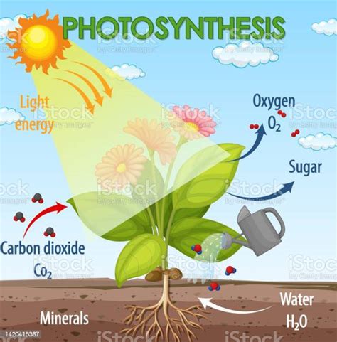 Ilustración De Diagrama Que Muestra El Proceso De Fotosíntesis En La Planta Y Más Vectores