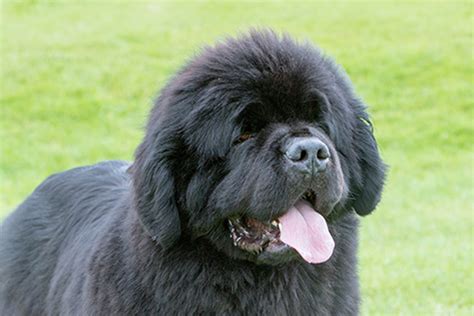 Are Newfoundland Dogs Healthy