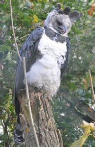 Top 91 Imagen Aguila Arpia En Peligro De Extincion En Venezuela