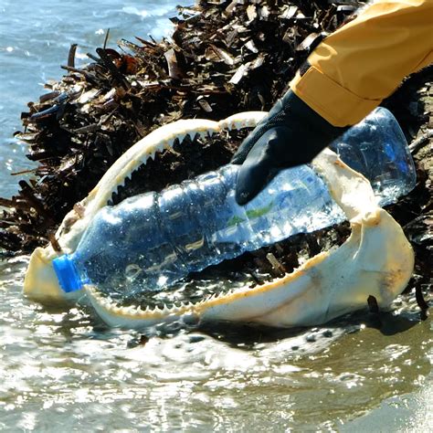 Eco-friendly costs nothing! Go green and turn trash into something