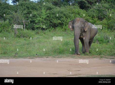 Wasgamuwa National Park Safari Stock Photo - Alamy