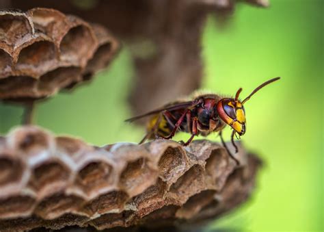 Safely Remove a Wasp Nest from Your Yard