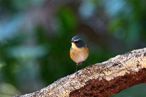 トラツグミたち ＜山田池公園＞ 野鳥ブログ イノセントbirder 楽天ブログ