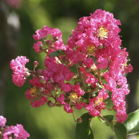 Lagerstroemia Indica Rbol De J Piter Viveros Pe A En Madrid