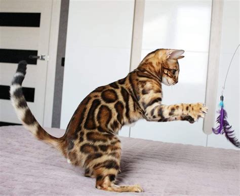 Cattery Blog - Cat Breeding | Clouded Bengals