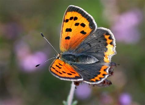 Introduce Imagen Signification Papillon Orange Et Noir Fr