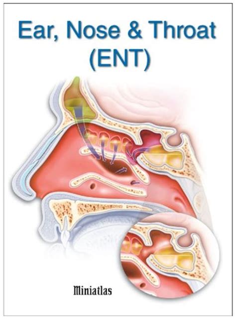 Ears Nose And Throat Diagram