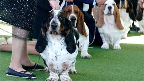 Westminster Dog Show 2023: How to watch | CNN