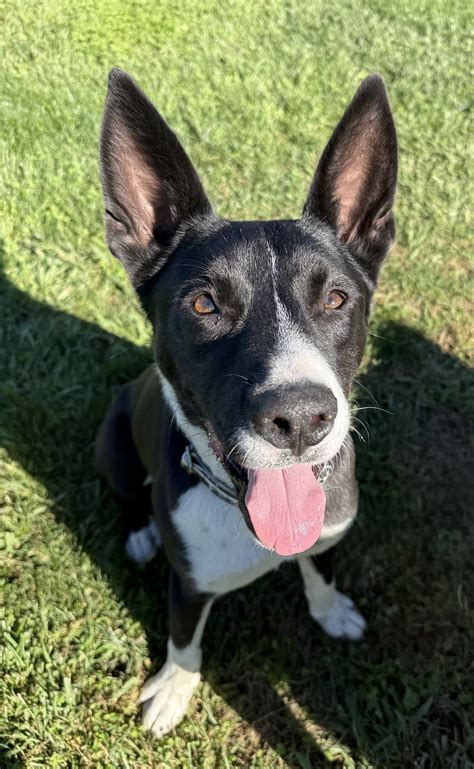 Home - Northern California Border Collie Rescue & Adoptions