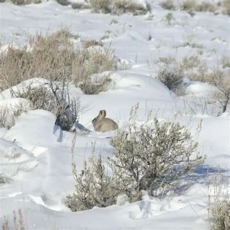 Pygmy Rabbit - Facts, Diet, Habitat & Pictures on Animalia.bio