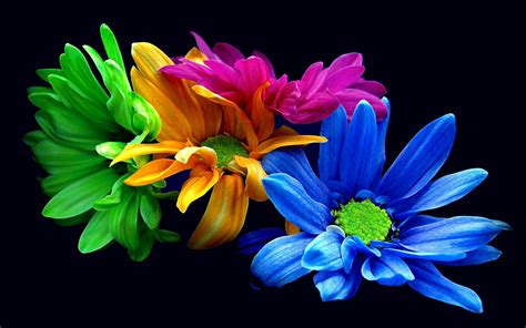 Colorful Flowers Wallpapers - Top Free Colorful Flowers Backgrounds ...