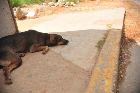 En Veracruz Pandemia Aumentó 45 Abandono De Mascotas