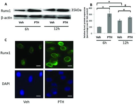 Up Regulation Of Runx Expression By Pth In Limb Bud Mesenchymal