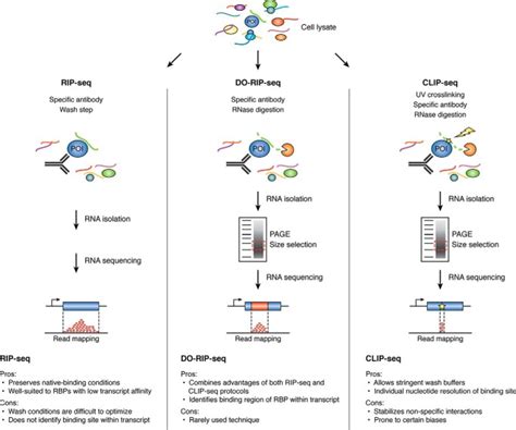 Computational Approaches For The Analysis Of Rna Protein Interactions