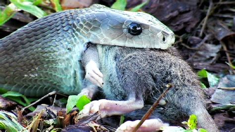 Mamba Negra Una De Las Serpientes Mas Venenosas Del Mundo Que Debes