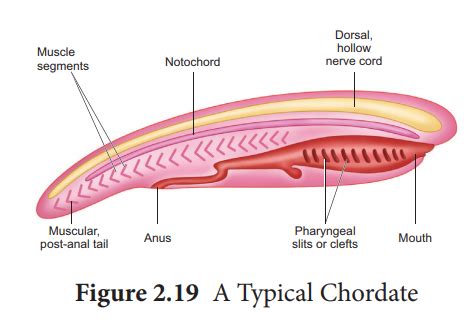 Phylum Chordata Diagram