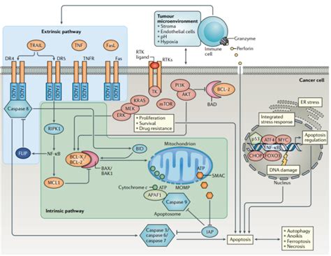 Cell Death. Cell death is a fundamental biological… | by CD BioSciences ... 