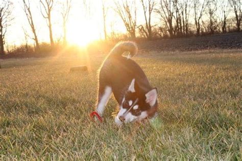 American Pomsky Puppies for Adoption