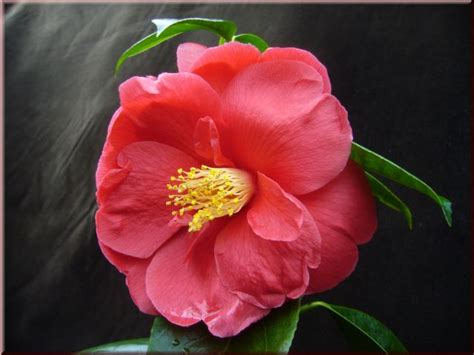 Kamelien De Camellia Jap Red Ensign Bei Kamelien De