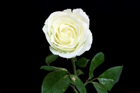 Imágene Experience: 12 fotos de rosas blancas - White roses to share