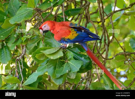 A Scarlet Macaw Ara Macao Eating Nuts From A Beach Almond Tree