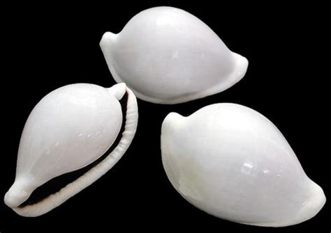 Cowry Shell Different Sizes Patterns And Color From Around The World