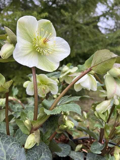 Helleborus Frostkiss™ ‘mollys White Mollys White Frostkiss