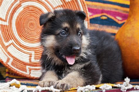 German Shepherd Puppy Lying Photograph By Zandria Muench Beraldo Fine