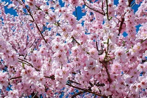 フリー写真画像: 桜、花、枝、木、植物、花びら、庭、自然