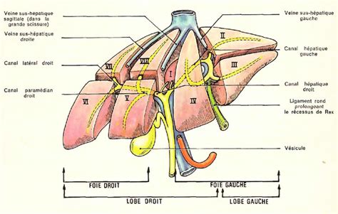 Anatomie Et Pathologie Le Syst Me H Patique Mon Bloc Op Ratoire