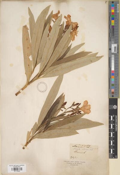 Nerium oleander L. | Europeana