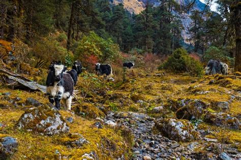 Premium Photo Beautiful Himalayan Yak Cows On The Way To Kanchenjunga